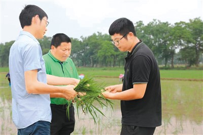 丁旦（右）与团队成员在田间查看晚稻秧苗长势。受访者供图