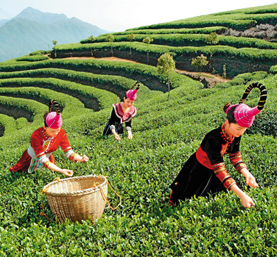 宁德市蕉城区八都镇猴盾村村民在采茶。