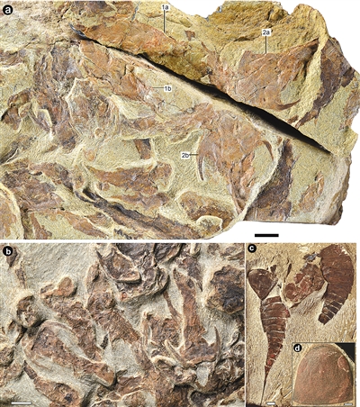 图为重庆特异埋藏化石库化石照片。中科院古脊椎动物与古人类研究所供图