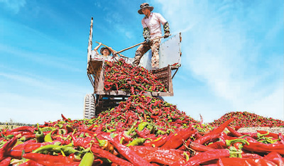 今年以来，甘肃省张掖市高台县大力发展“订单辣椒”种植，助力农民增收。图为不久前，当地农民正在晾晒新收获的辣椒。王 将摄（人民图片）