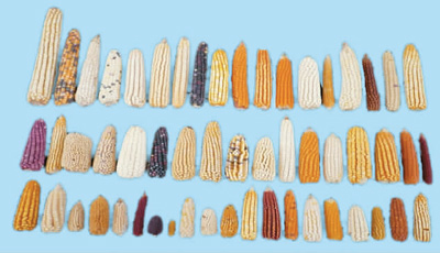 各种性状特征的玉米。（本文配图均由华中农业大学提供）
