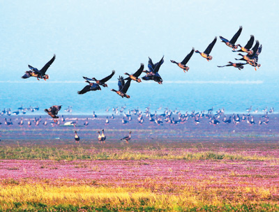 一群大雁在江西鄱阳湖都昌县马影湖湿地栖息。杨 帆摄