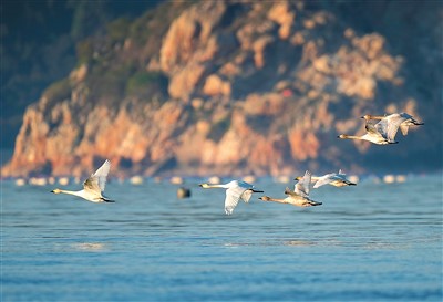 一群天鹅飞过闽江河口湿地上空。