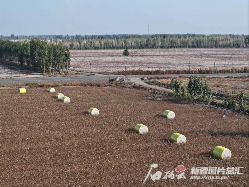 种棉记——万亩棉田这样管