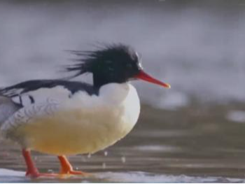 绿水青山成色足 护佑候鸟迁飞绘就和谐共生画卷