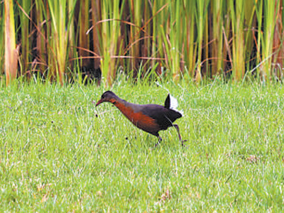 中埃塞绿色发展合作的亮丽名片（新时代中非合作）