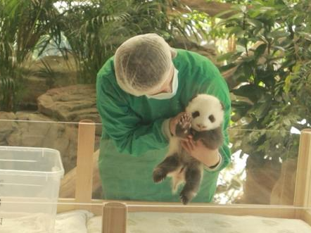 旅德大熊猫双胞胎宝宝将轮流与公众见面