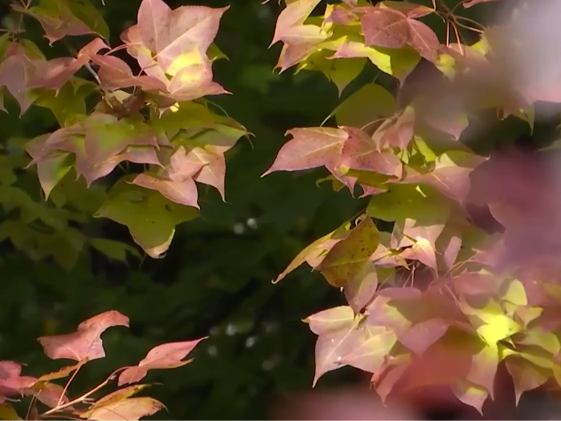 金秋十月 赏秋正当时 文旅消费市场释放高质量发展新潜力