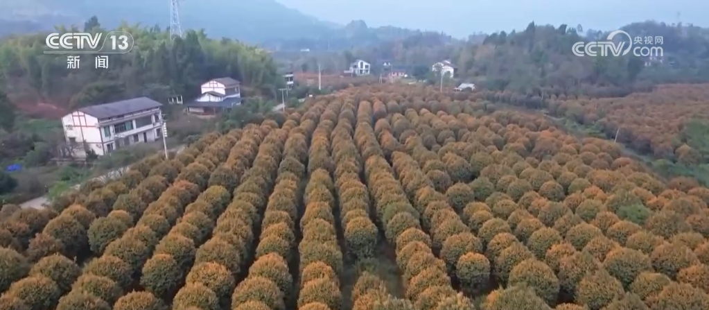 金秋赏桂满城飘香 “桂花经济”升温促消费