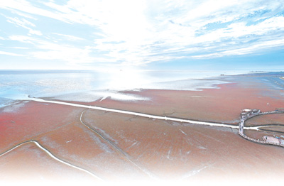 苇海红滩 生机盎然（人与自然·绿水青山就是金山银山）