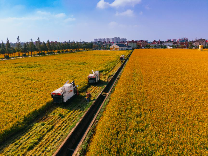 大江东丨从“好吃”到“好玩”，美丽乡村为人民城市实景画增色添彩