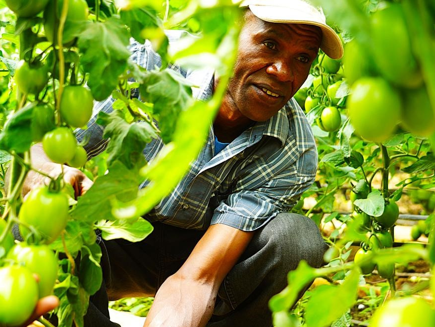 小番茄大丰收 中国农业技术让肯尼亚农户笑开颜