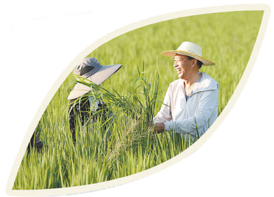 寒生露凝 新稻炊香（文化中国行）