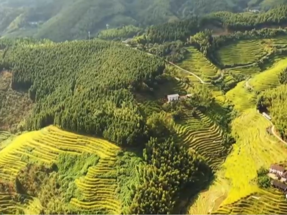 稻浪金黄、禾谷满仓 五彩农作绘就神州大地丰收画卷