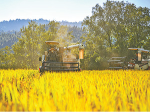黎米稻草的绿色循环（记录中国）