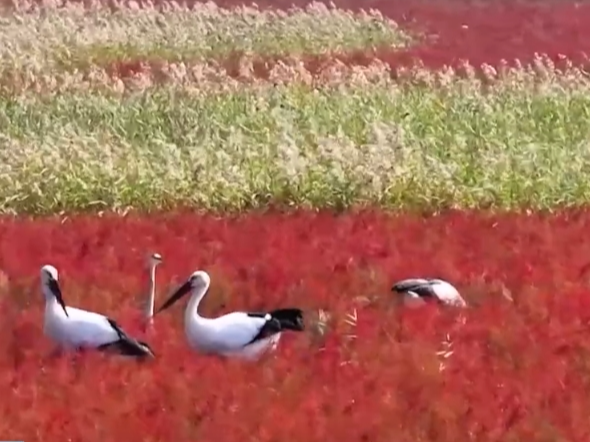 湿地披“彩妆”、百鸟任飞翔 勾画美丽中国绝美新画卷