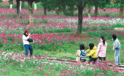 乡村花海引客来（侨乡新貌）