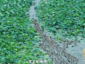 跟着稻鸭鱼蟹 解锁高邮湖里的生态“密码”