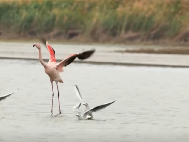 万鸟翱翔赏“鸟浪”奇观 冬日的湿地呈现一派勃勃生机