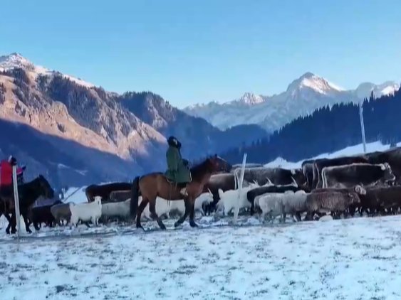 冬季转场忙 新疆伊犁河谷开启冬季转场 一起去看牧民们的转场生活