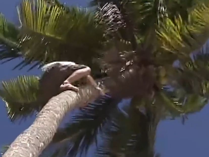 爬树也有比赛了？零距离看运动员争战“椰树之巅”