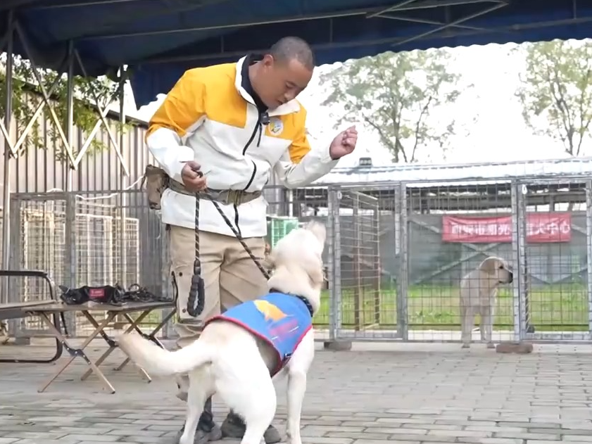 “是伙伴，也是家人” 爆火出圈的导盲犬“么么”是如何训练的？