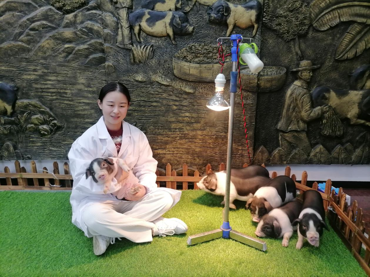 高质量发展调研行 | 养殖业向新：院士养的猪，特别在哪里？