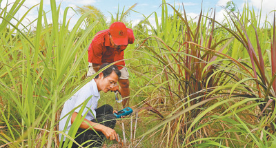 “幸福草”在斐济结出“共赢果”
