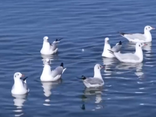 生态美、候鸟归！濒危“稀客”飞抵“驿站” 冬日精灵蹁跹绘就和谐画卷