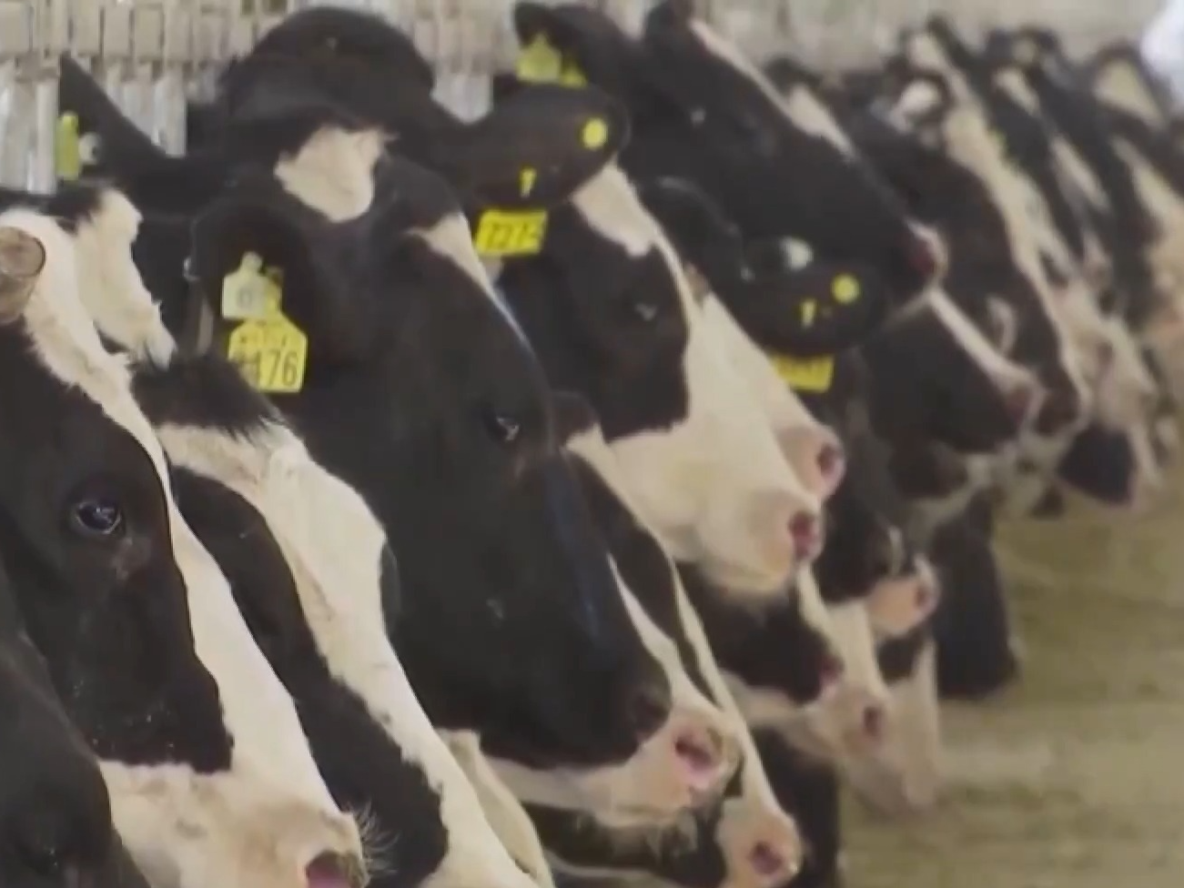 链博会“链”出开放合作新机遇 境外参展商还说了这些→