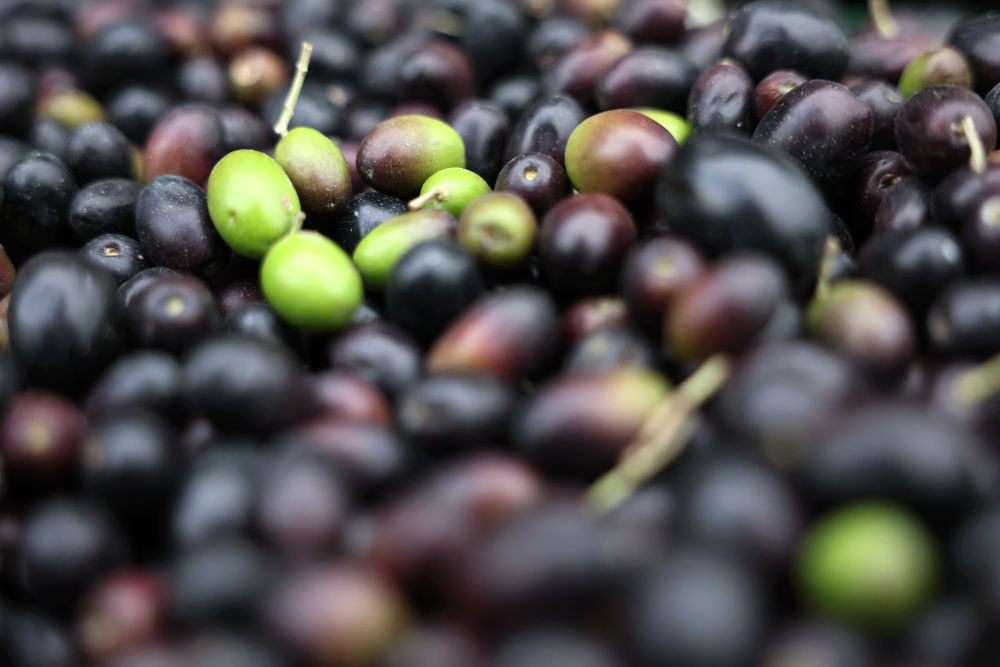 镜头连中外丨一颗油橄榄 万里同丰收