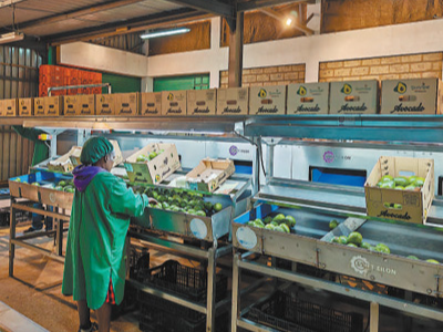 各国鲜果，共“飨”中国市场