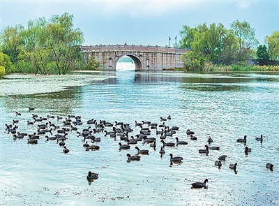 鸥鹭忘机（侨乡新貌）