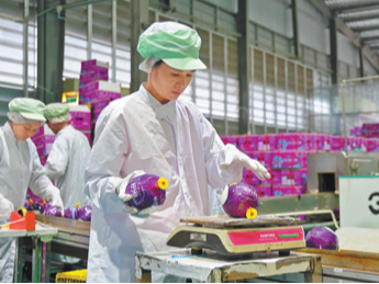 椰子飘香 机遇共享（进博会故事）