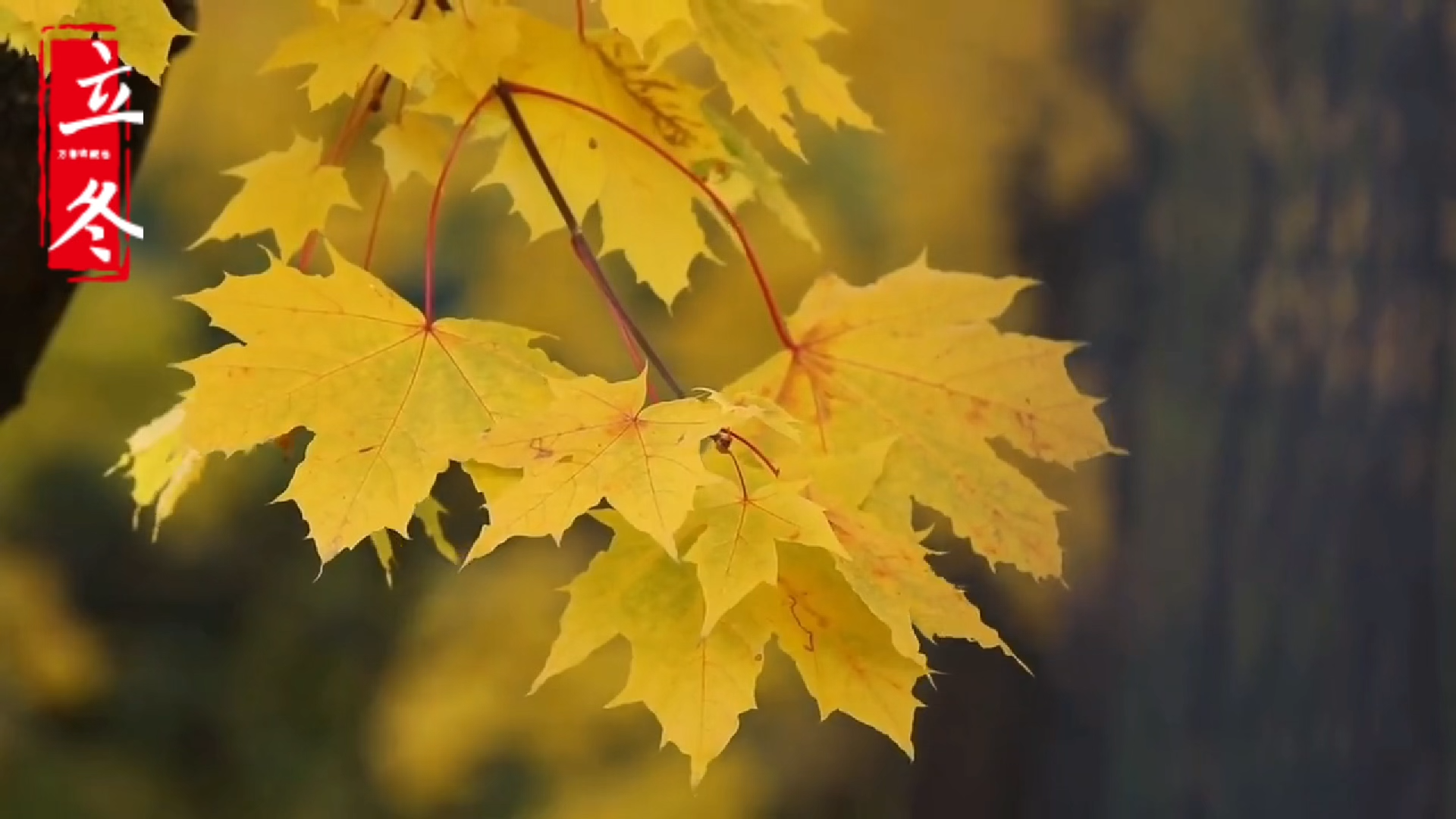 立冬有“三变”，您掌握了吗？