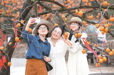 柿子红 引客来（侨乡新貌）