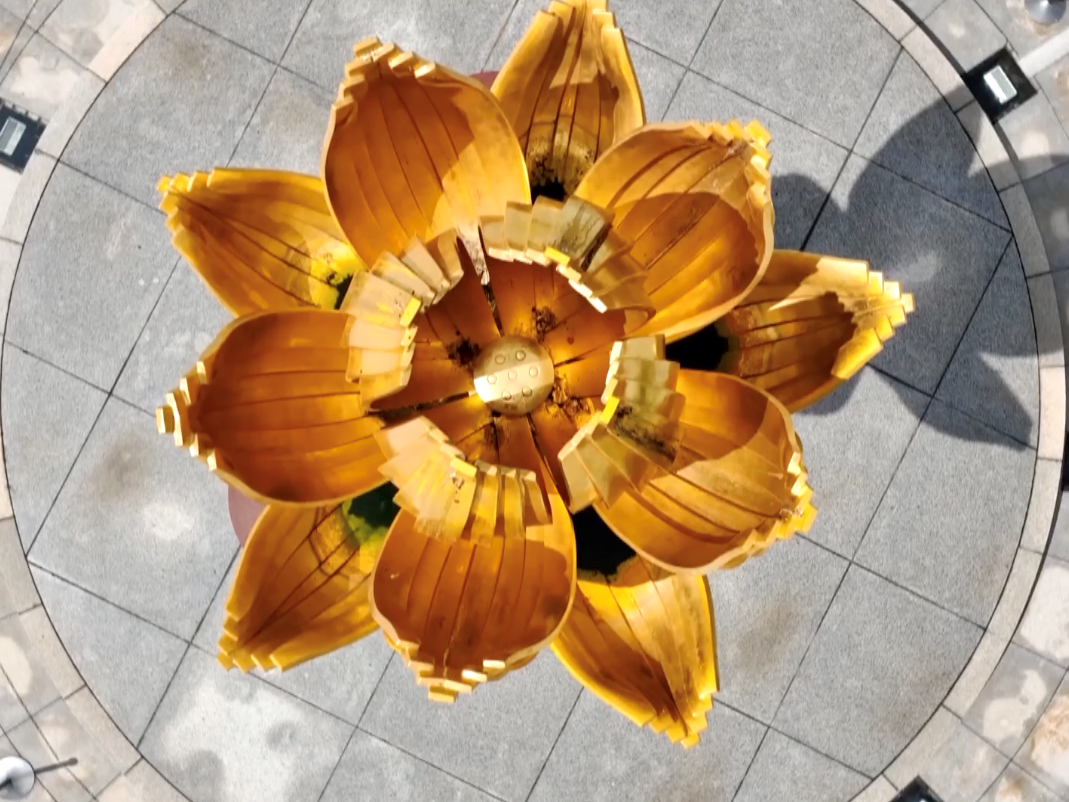 盛世莲花开丨最爱这朵莲