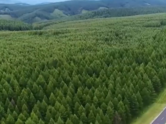 人工林面积居世界首位 中国已成为全球增绿贡献最大国家