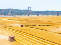 首超1.4万亿斤，沉甸甸的丰收答卷（经济新方位·特别报道）