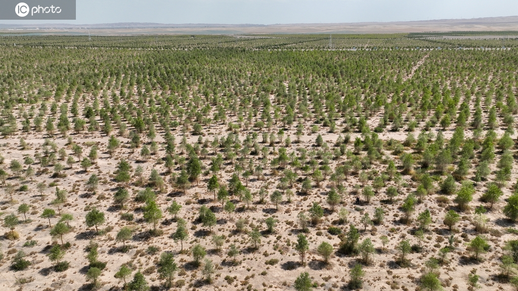 海外网评：为全球荒漠化环境治理贡献中国力量