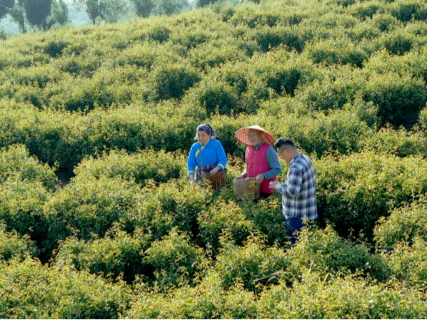 【你好，小镇】湖北汀泗桥：茶乡墨韵