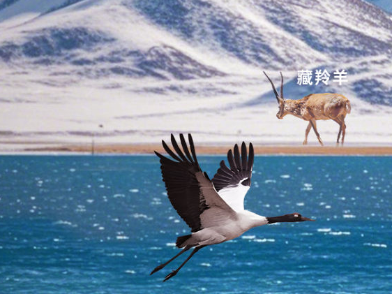 神奇动物在西藏｜斑头雁——高原上的迁徙“健将”