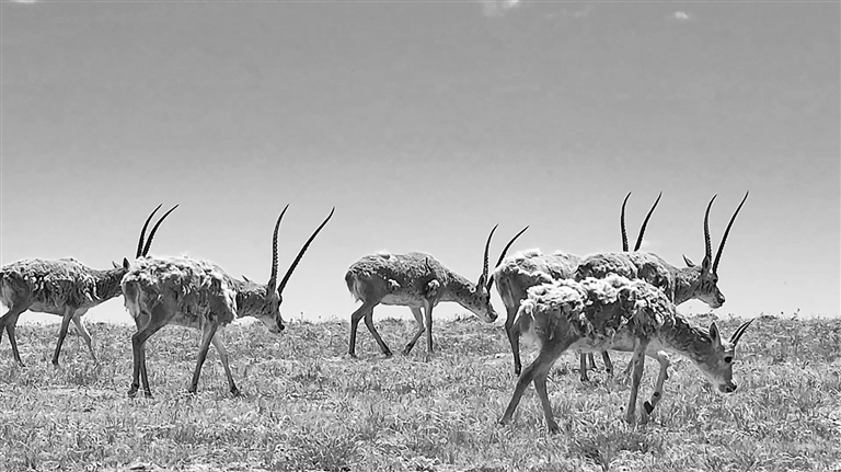 可可西里：藏羚羊的“生命接力”
