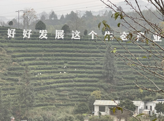 
东部战区总医院黄牛票贩子号贩子跑腿代挂号电话高质量发展调研行｜浙江丽水景宁：一片叶子富了一方百姓