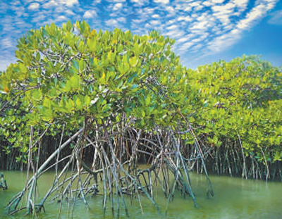 城市中有片红树林（探访）