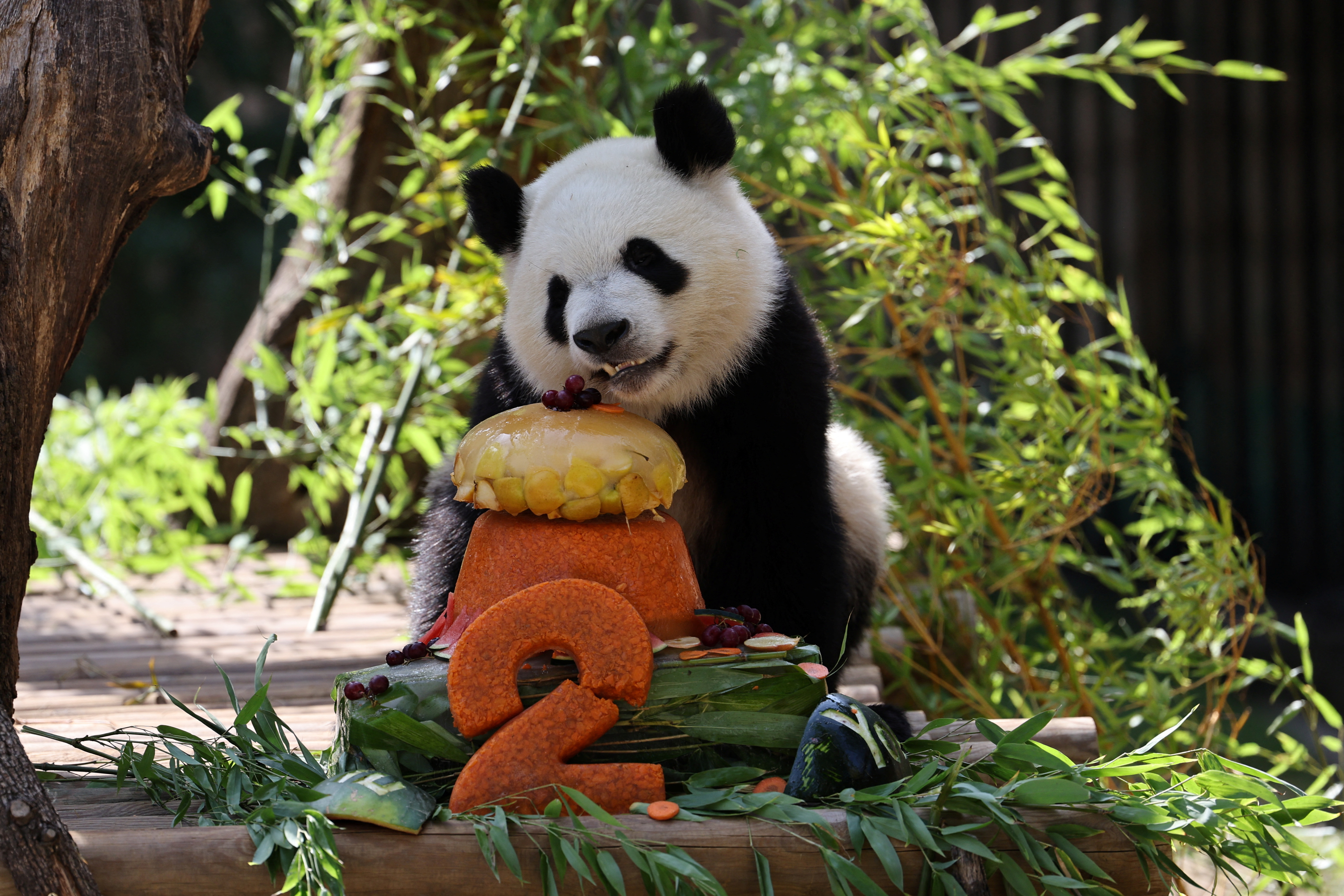 西媒：大熊猫“冰星”“花嘴巴”见证中国西班牙友谊