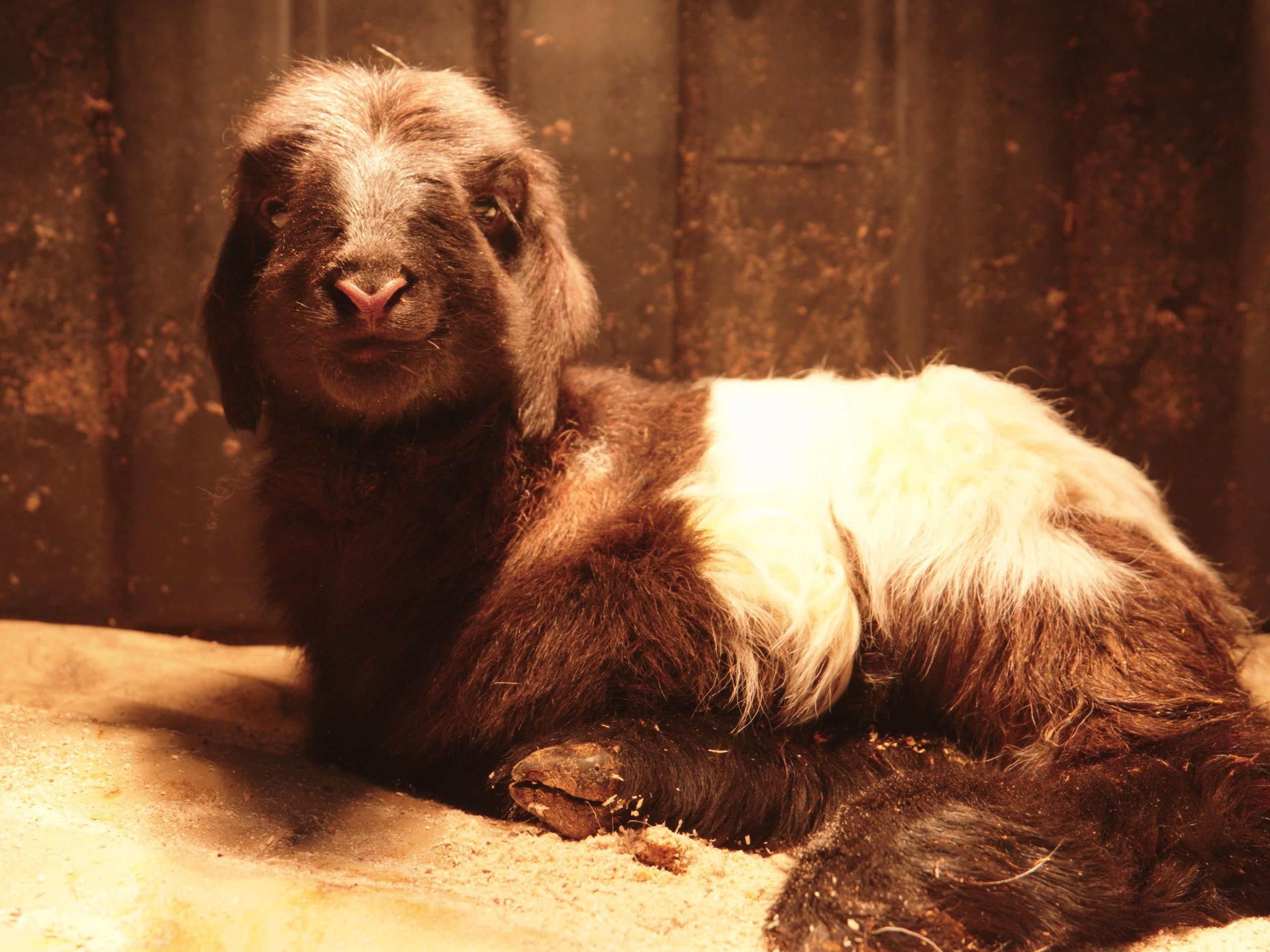 世界首例克隆藏羊在青海诞生