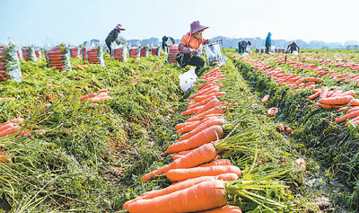 让乡村“土”味香飘更远（一号文件连连看②）