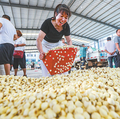 太空莲 致富莲（一线调研）