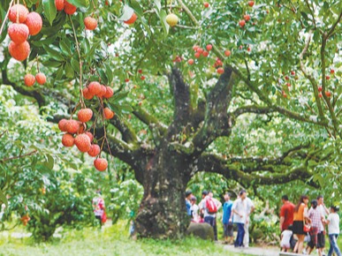 古树葱茏 荔枝甘甜（古树的故事）
